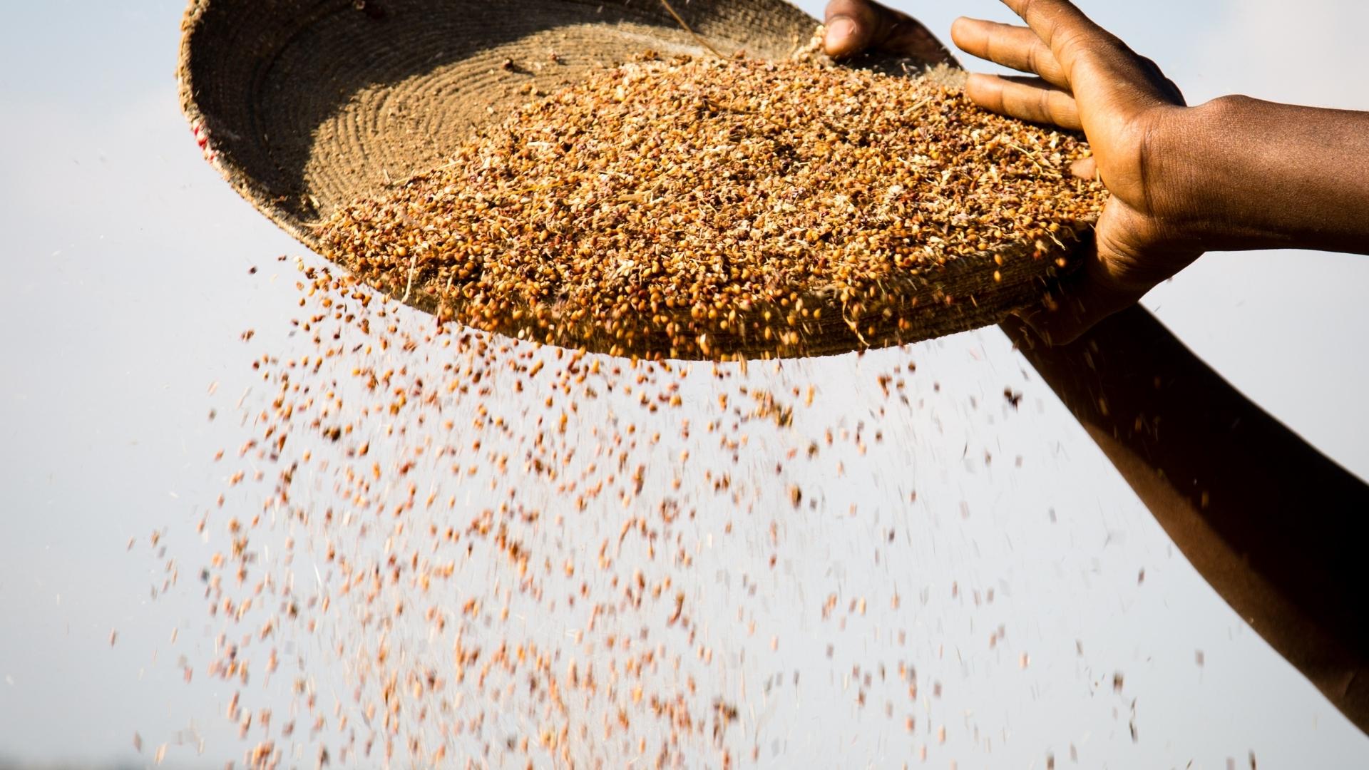 sorghum