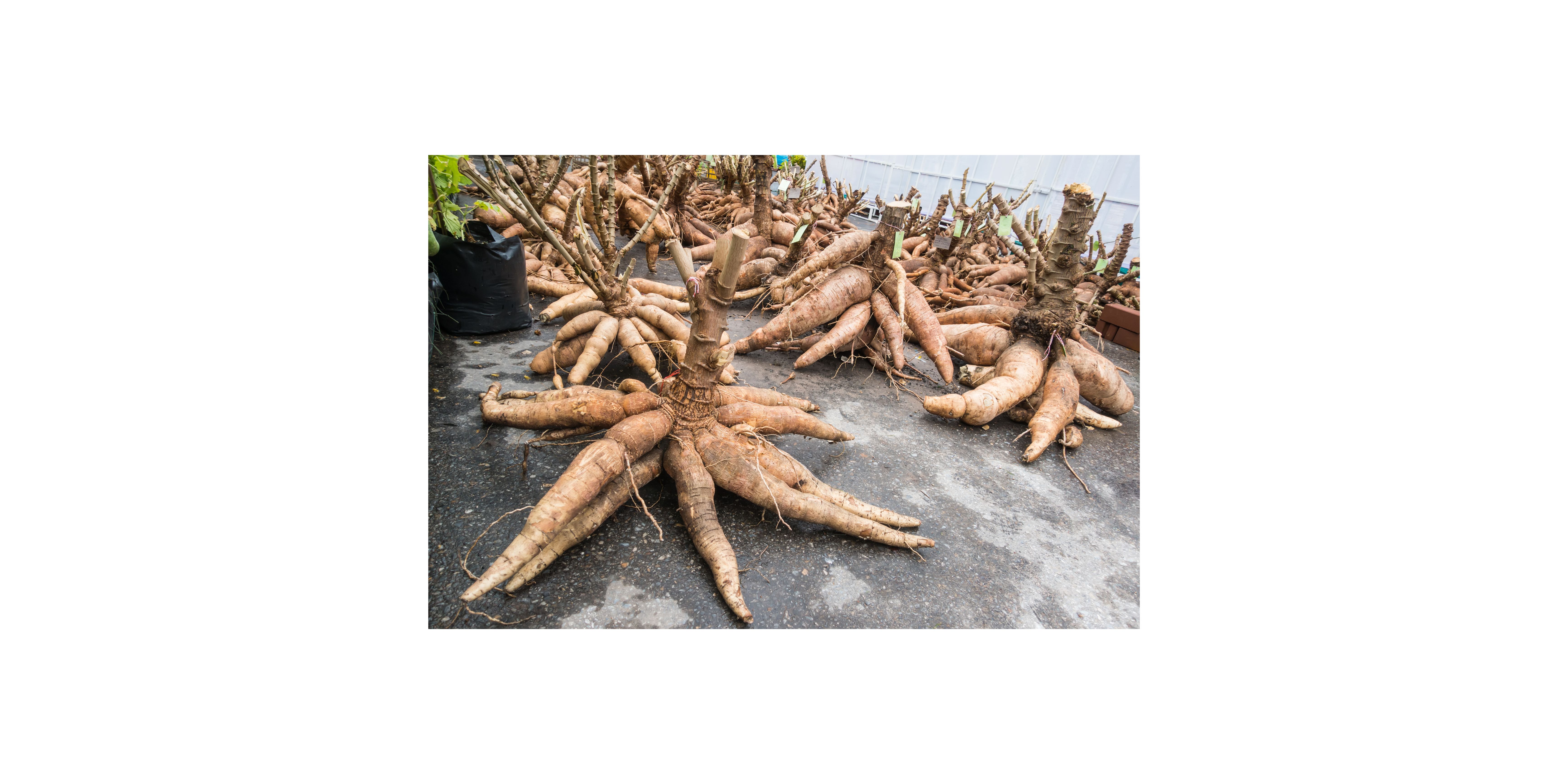 Cassava