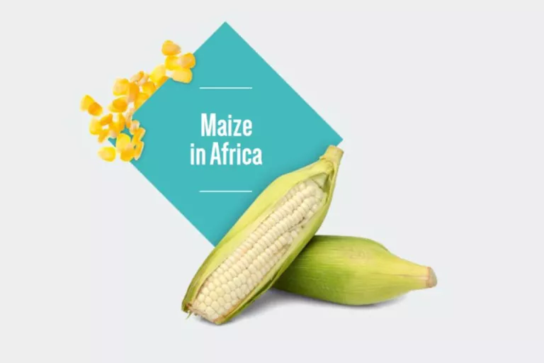 Maize in Africa