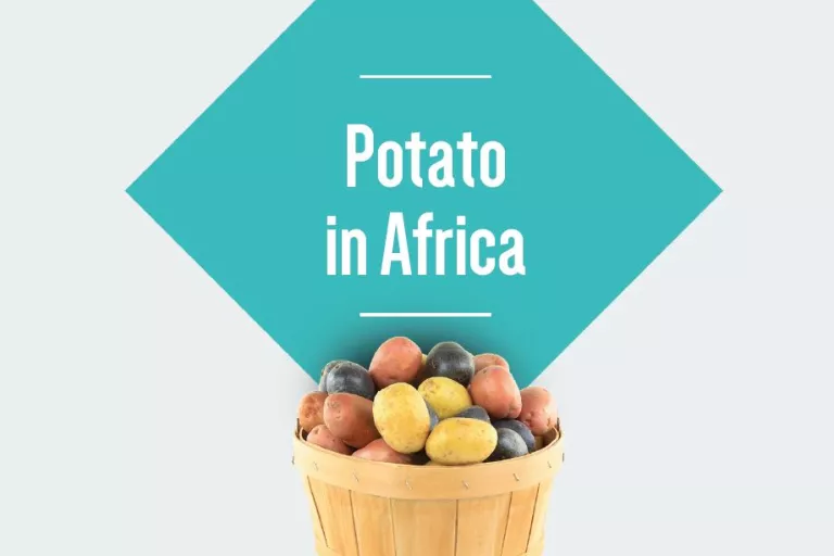 Potato in Africa