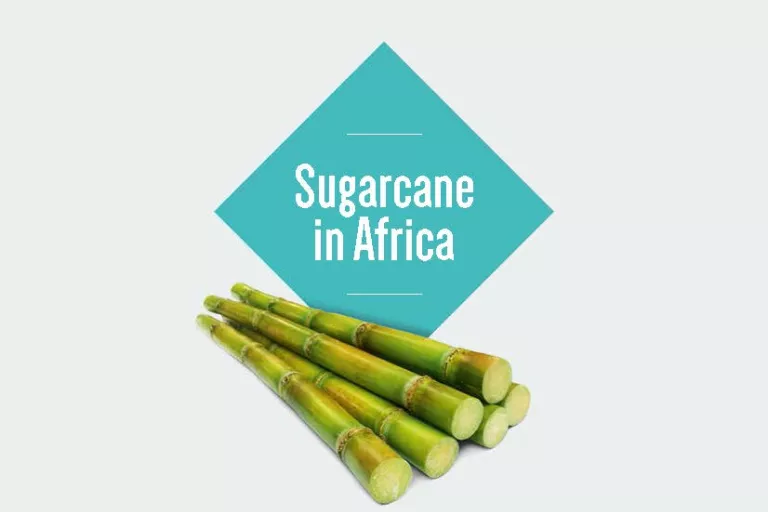 Sugarcane in Africa