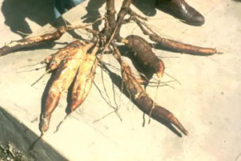 Cassava