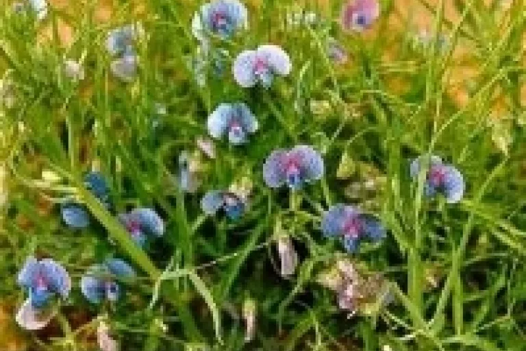 Lathyrus