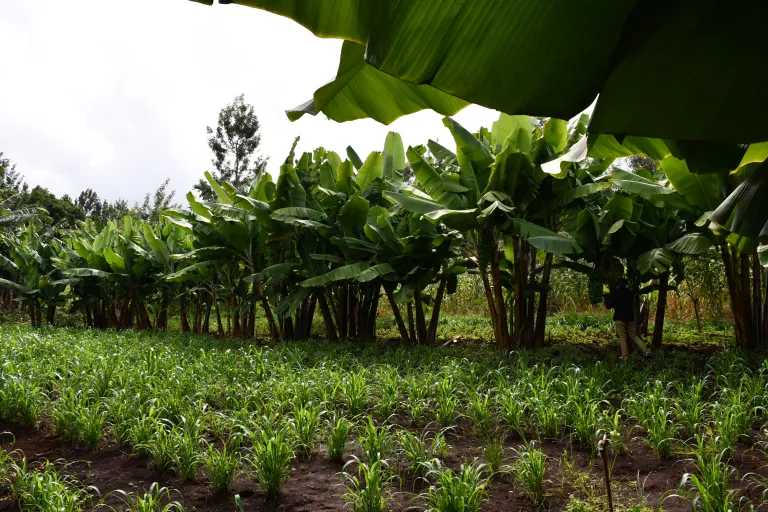 Bananas in Africa