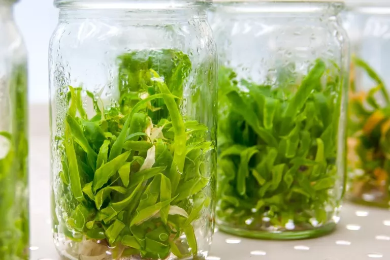tissue culture