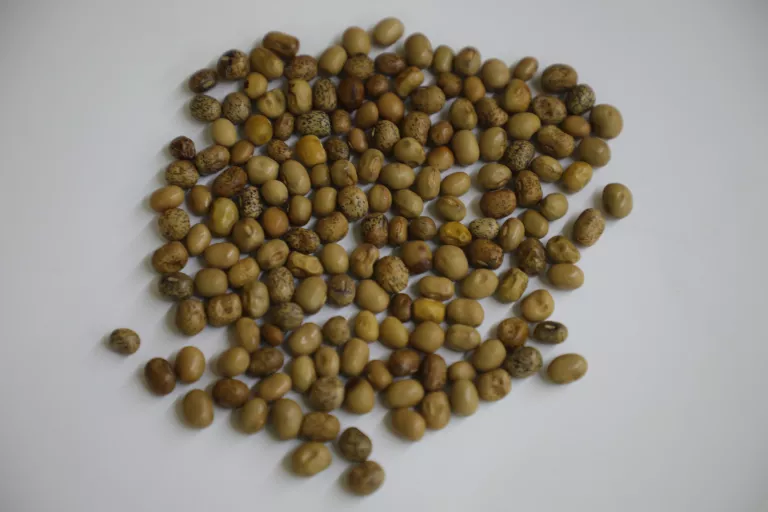 Africa Yam Seeds