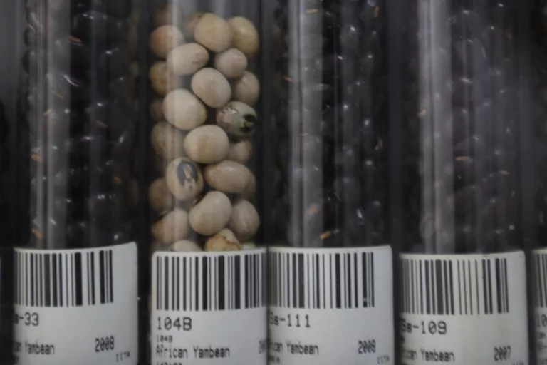 African Yam bean