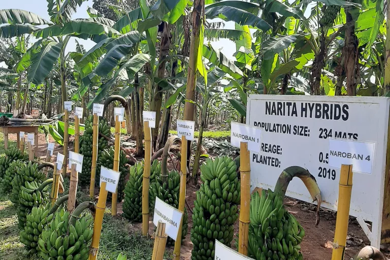 Narita Hybrid