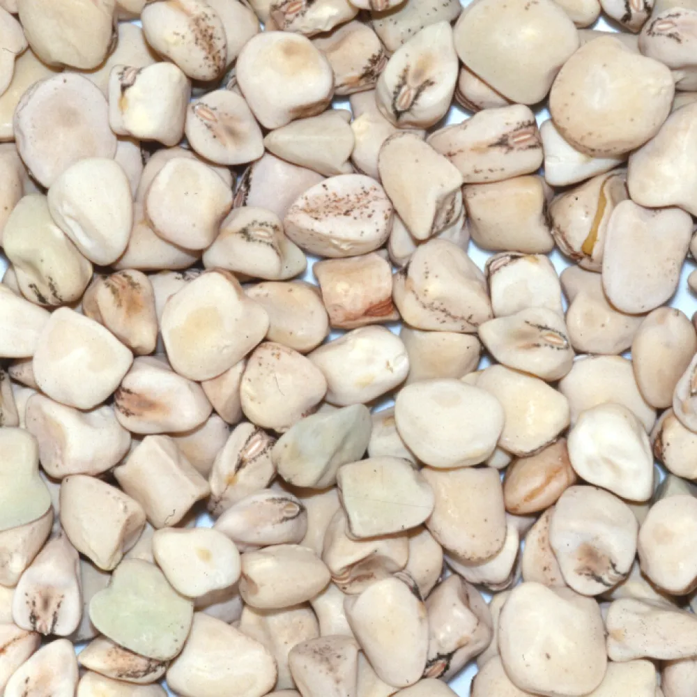 Grass pea seeds
